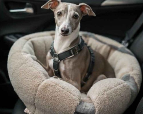 Italian grayhound sitting in a dog bed