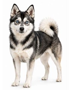 Alaskan klee kai