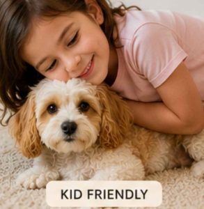 Cavachon being cuddled by child