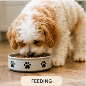 Cavachon eating kibble from dog dish