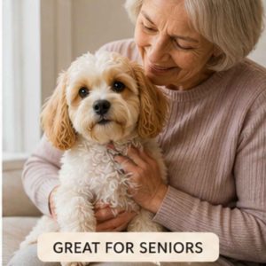Cavachon being cuddled by a senior