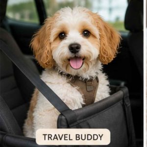 Cavachon wearing seatbelt