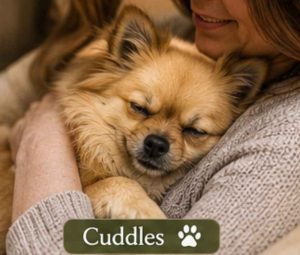 Pomchi cuddles