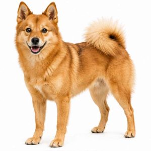 Finnish spitz