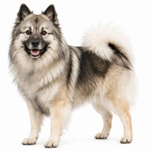 German spitz