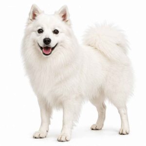 Japanese spitz