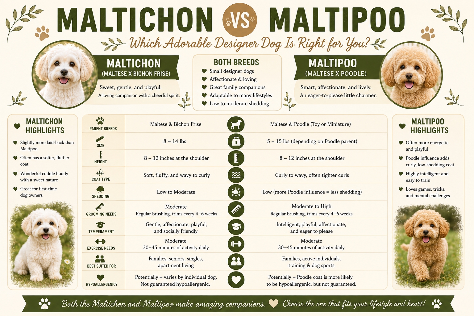 Maltichon vs maltipoo comparison infographic