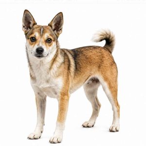 Norwegian lundehund