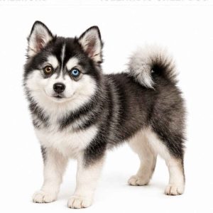 Pomsky