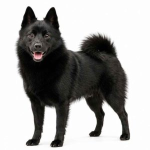 Schipperke