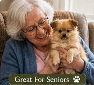 Pomchi and a senior
