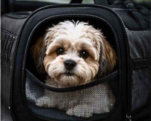 Shipoo travel