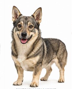 Swedish vallhund