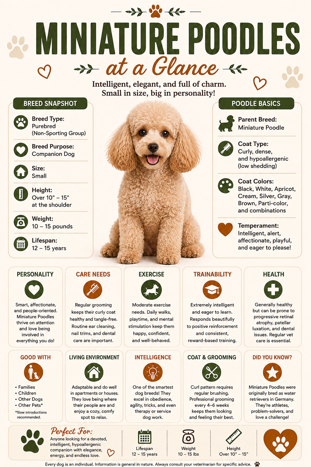 Miniature Poodles at a glance