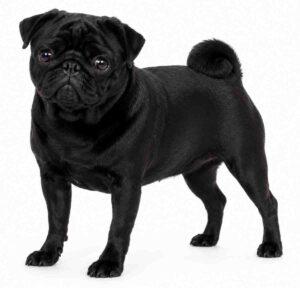 black pug