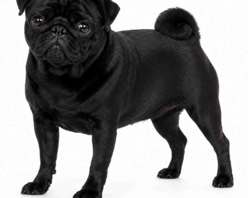 Black pug dog