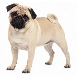 Fawn Pug