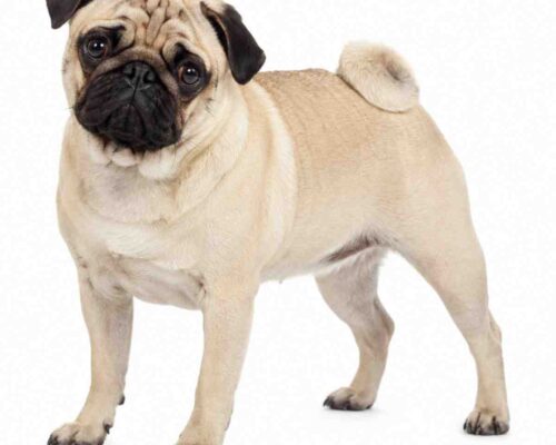 A fawn Pug