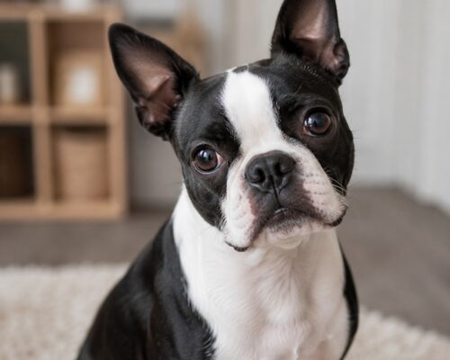 Black and white boston terrier dog