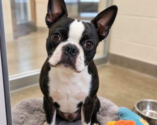 Boston Terrier dog photo