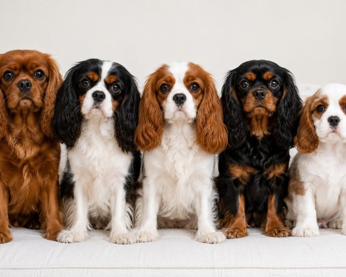 Photo of a group of Cavalier King Charles Spaniel dogs showing the various color variations including Blenheim, Ruby, tricolor, black and tan