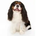 Cavalier King Charles Spaniel small dog breed