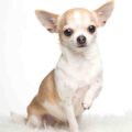 Chihuahua small dog breed
