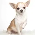 Chihuahua small dog breed