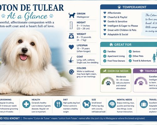 Coton de tulear dog breed at a glance