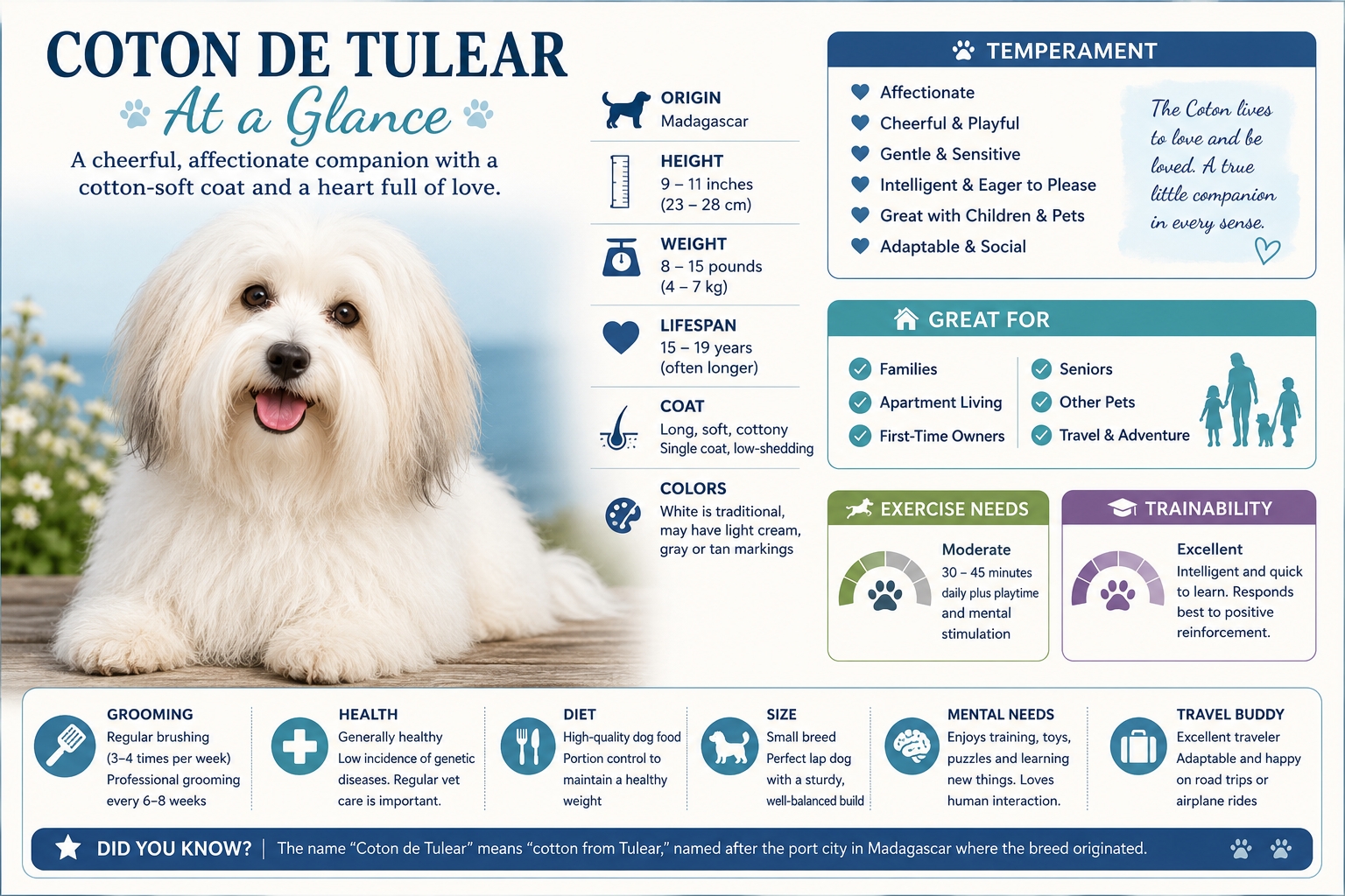 Coton de Tulear at a Glance infographic showing size, lifespan, temperament, exercise needs, grooming requirements, and key breed facts.
