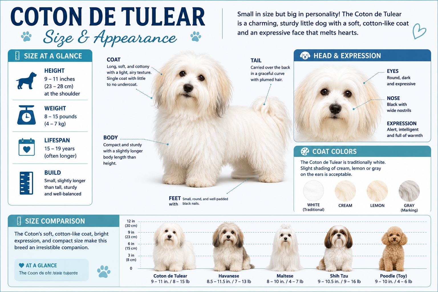 Coton de Tulear size and appearance infographic showing height, weight, lifespan, cotton-like coat, body shape, facial features, and accepted coat colors.