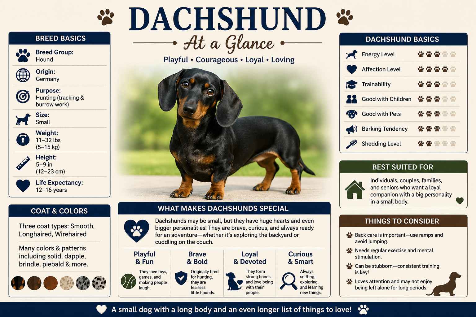 Dachshund at a Glance infographic featuring size, weight, lifespan, temperament, exercise needs, grooming, trainability, and other key breed facts