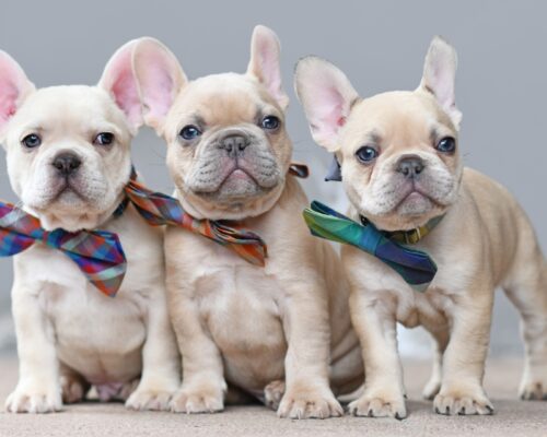 French Bulldog puppies
