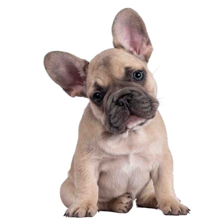 French Bulldog photo