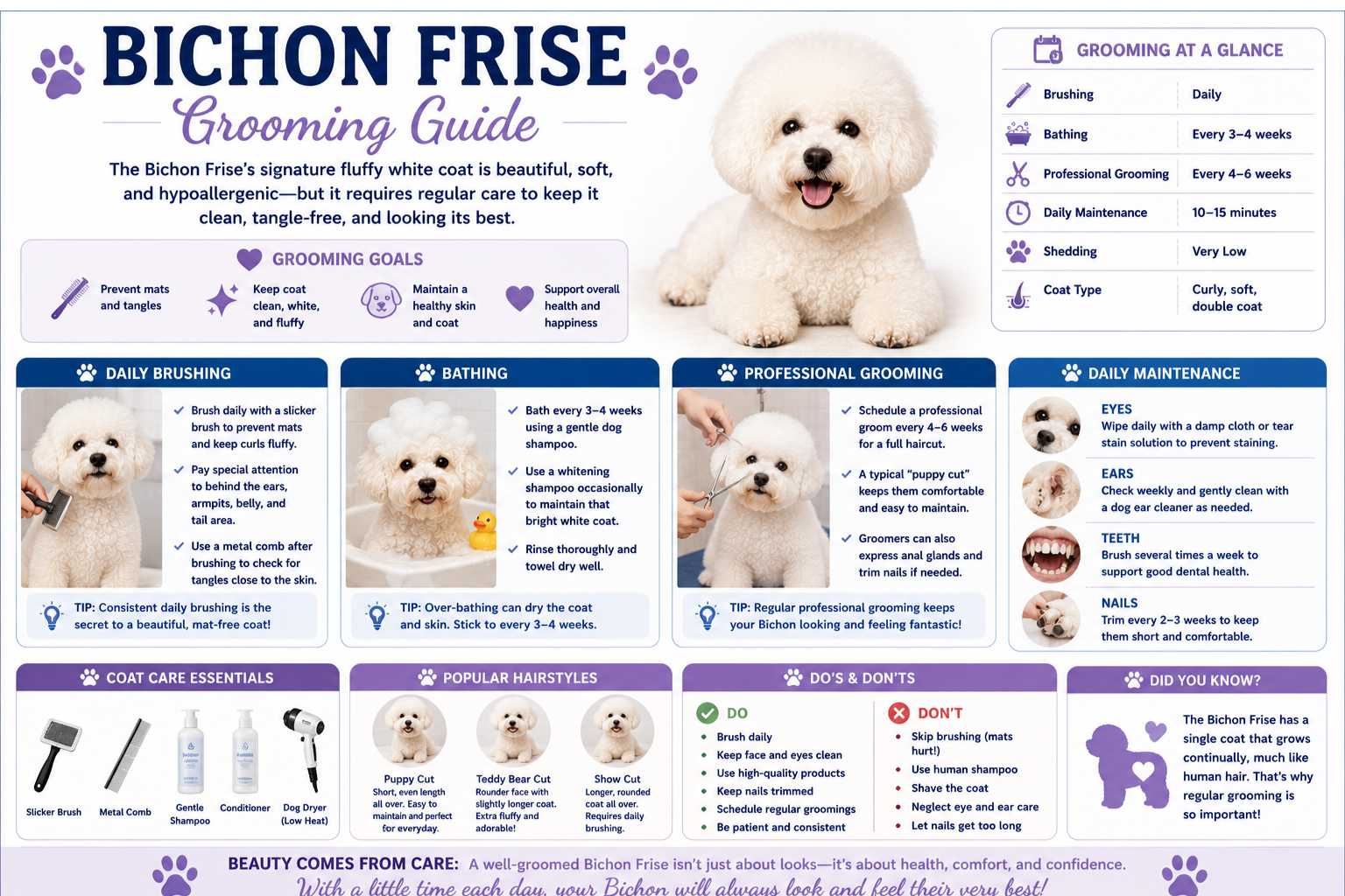 Bichon Frise Grooming Guide infographic covering brushing, bathing, professional grooming, nail trimming, ear cleaning, dental care, coat maintenance, and grooming schedule.