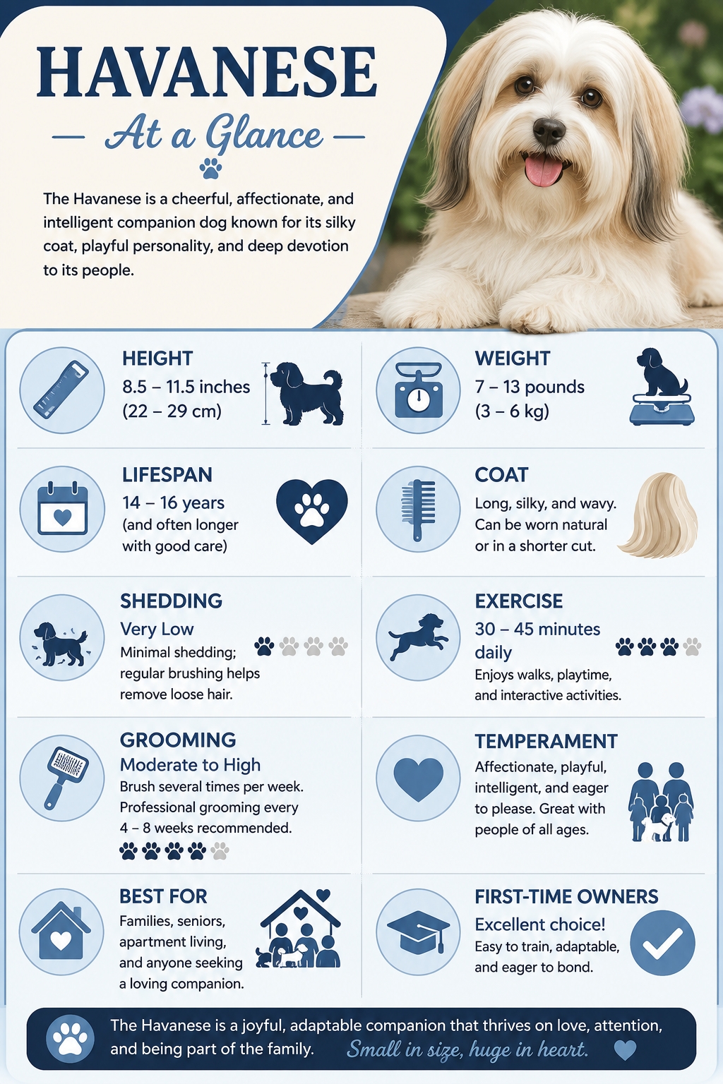 Havanese at a Glance infographic showing height, weight, lifespan, temperament, exercise needs, grooming requirements, shedding level, and key breed facts.