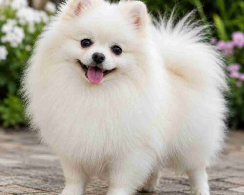 White Pomeranian dog