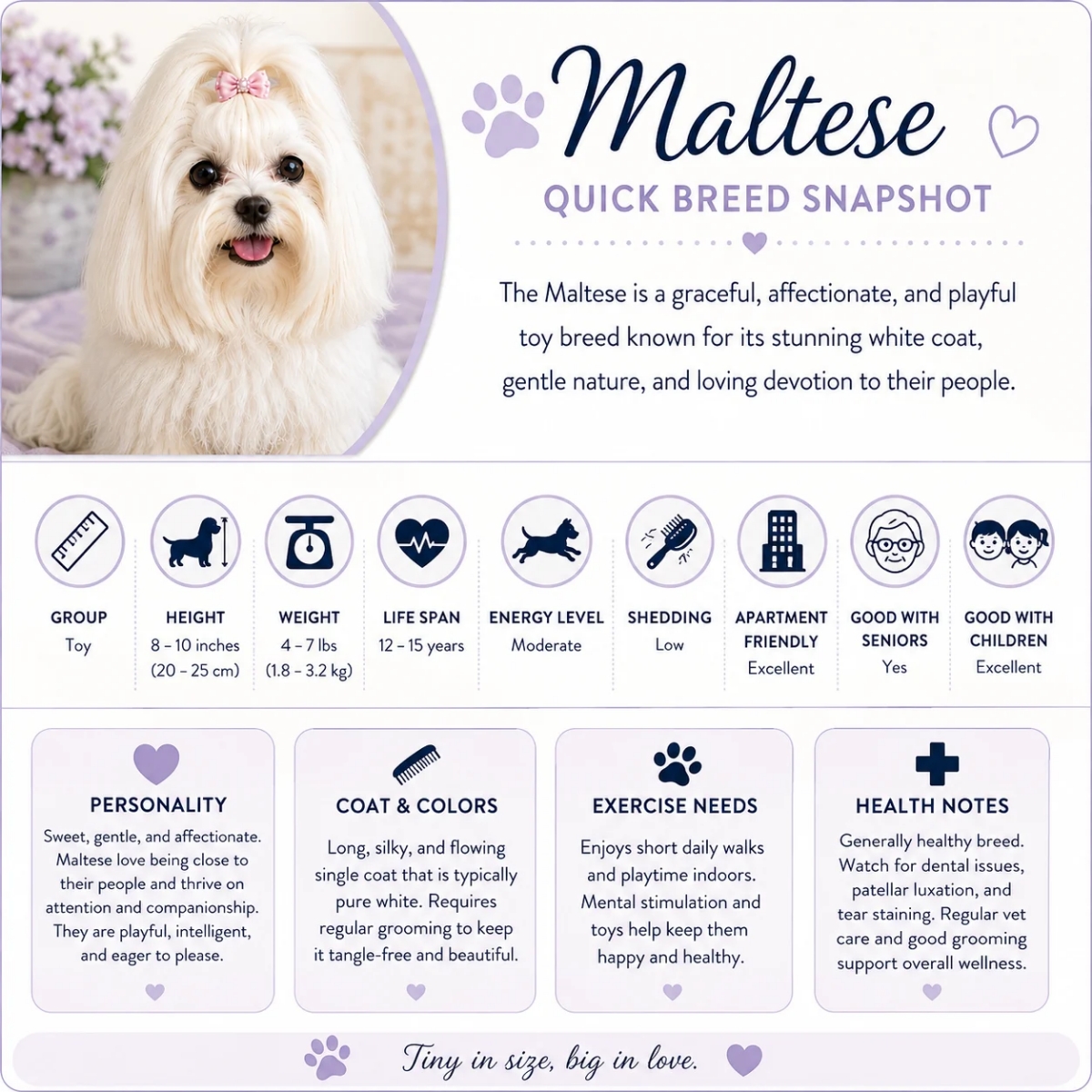 Maltese dog breed infographic