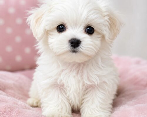 Adorable Maltese puppy from a reputable Maltese dog breeder