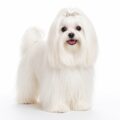 A maltese dog.