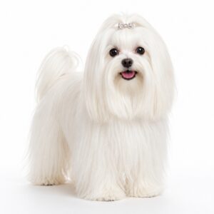 A maltese dog.