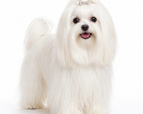 A maltese dog.