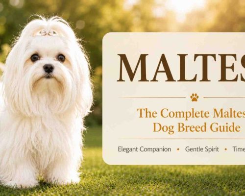 Maltese dog standing beside a sign that reads maltese dogs, the complete maltese dog breed guide
