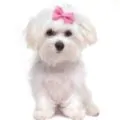 Maltese small dog breed