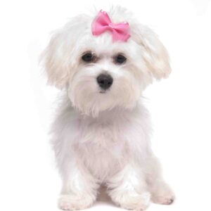 Maltese dog