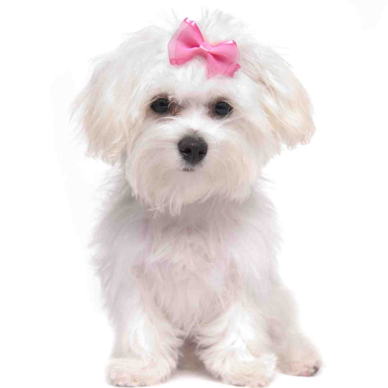 Maltese dog