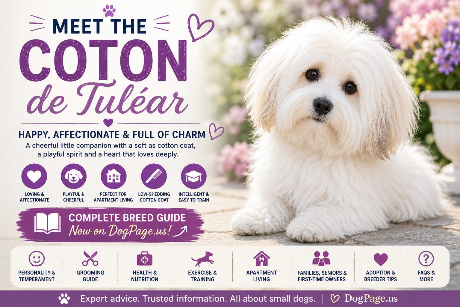 Coton de Tulear Dogs breed guide hero image