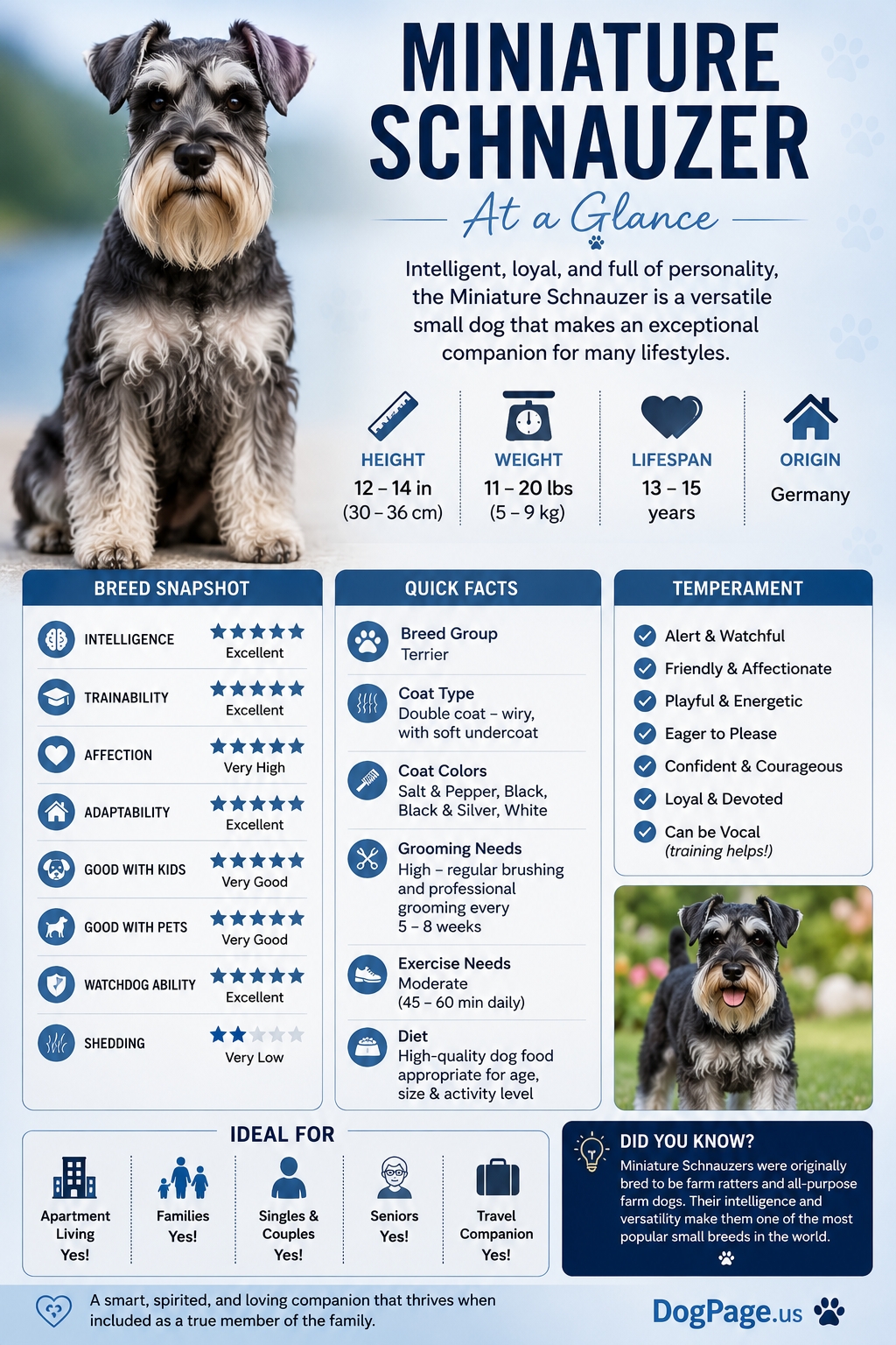Miniature Schnauzer at a Glance infographic showing size, lifespan, temperament, exercise needs, grooming requirements, and key breed facts