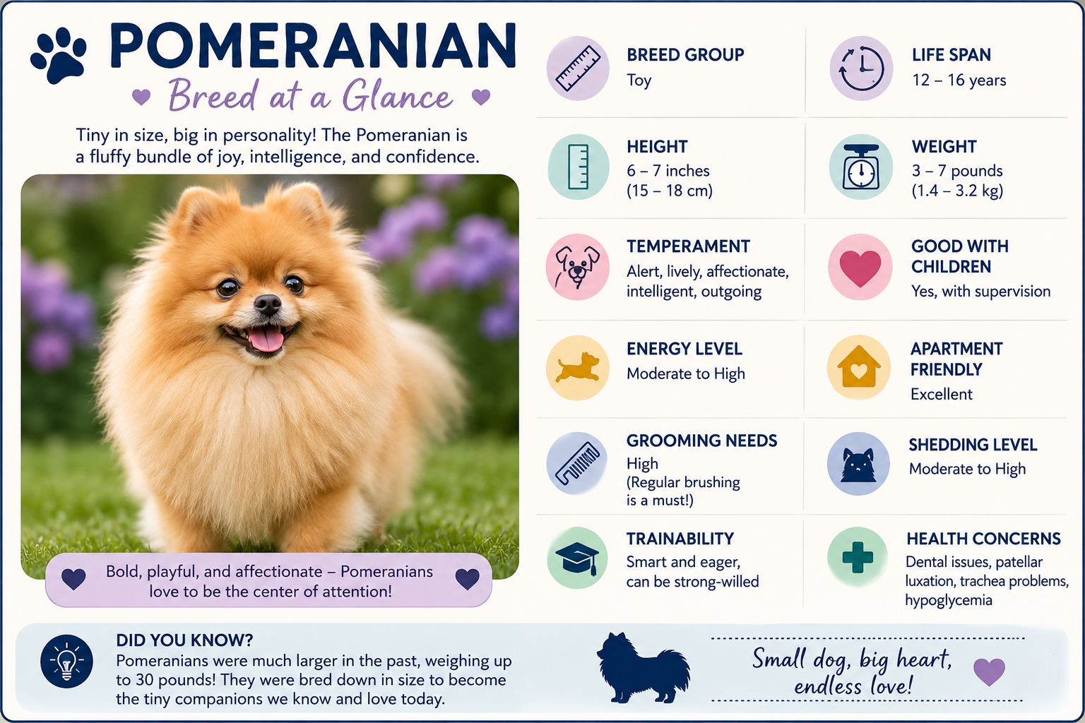 Pomeranian at a glance infographic