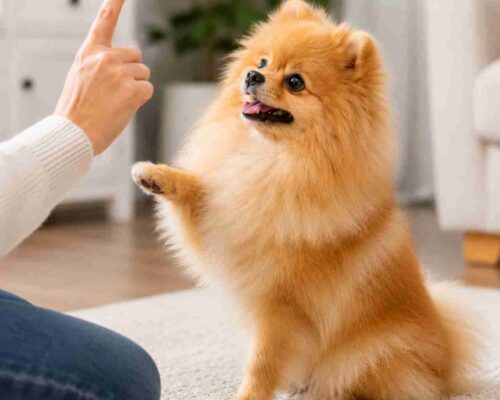 Pomeranian learning a trick
